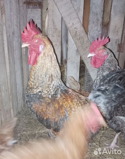 Петухи породы доминант