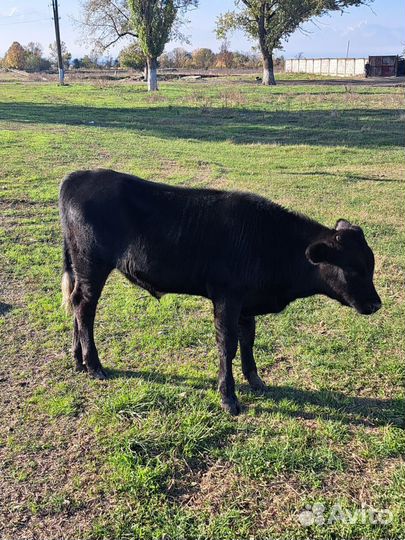 Коровы и телята