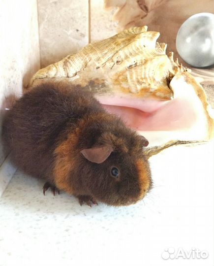 Морские свинки Ам. Тедди