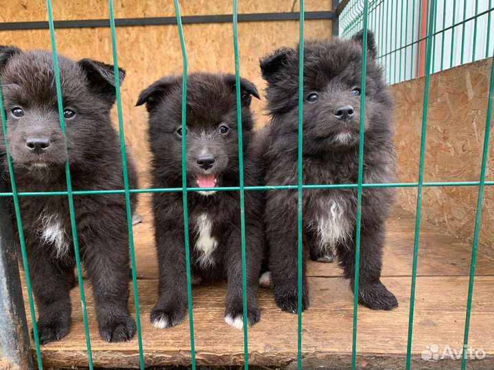 Щенки Кеесхонда