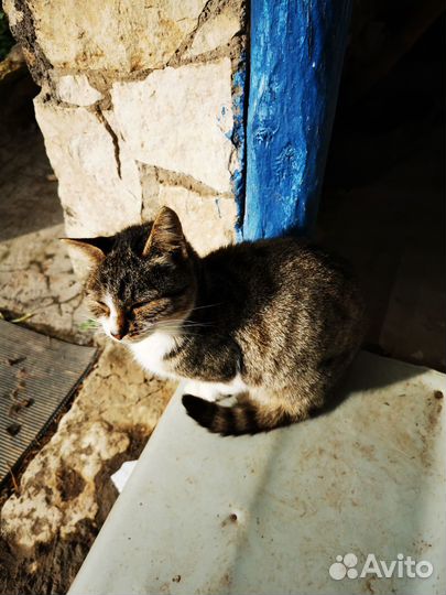 Котята в добрые руки бесплатно