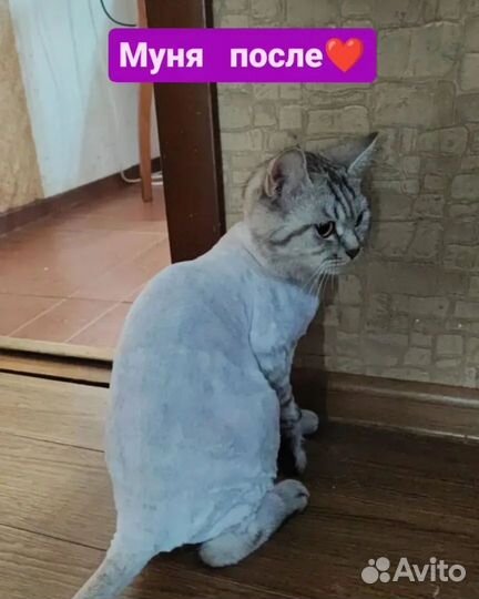 Груминг кошек