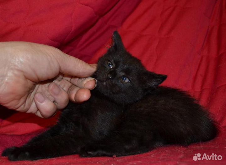 Шикарные, чёрные котята в дар