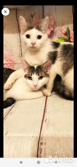 Котенок в дар