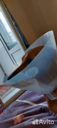 Воротник послеоперационный для собаки 20 см