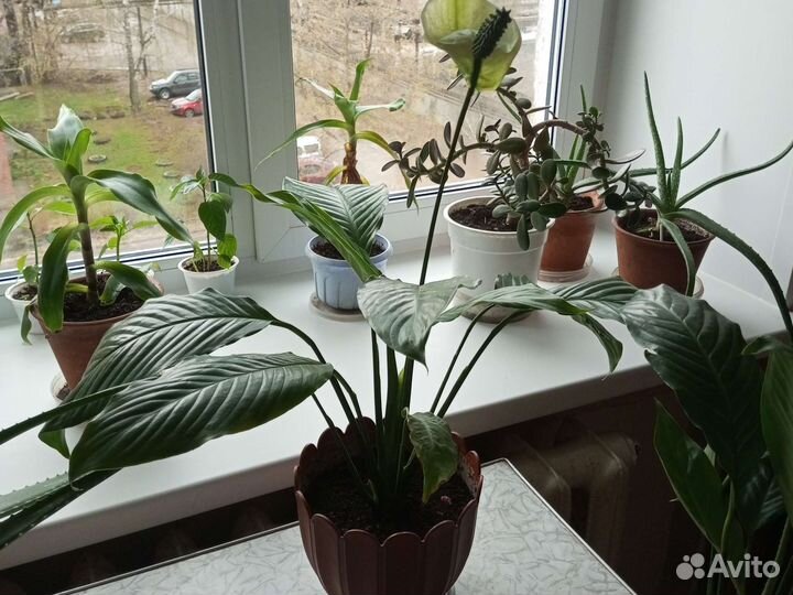 Цветы:алоэ,спатифилиум,золотой ус