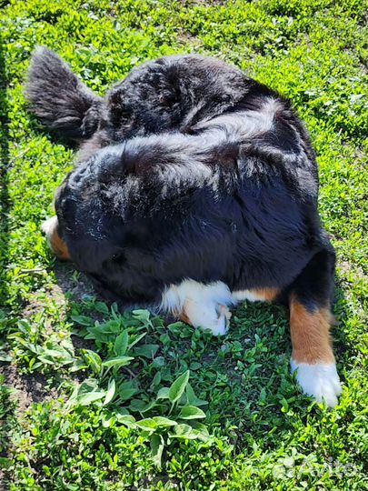 Бернский зенненхунд