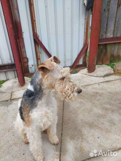 Фокстерьер жесткошерстный