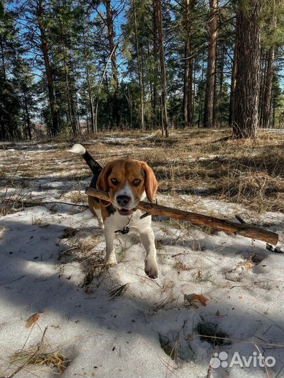 Вязка Бигль (кобель)