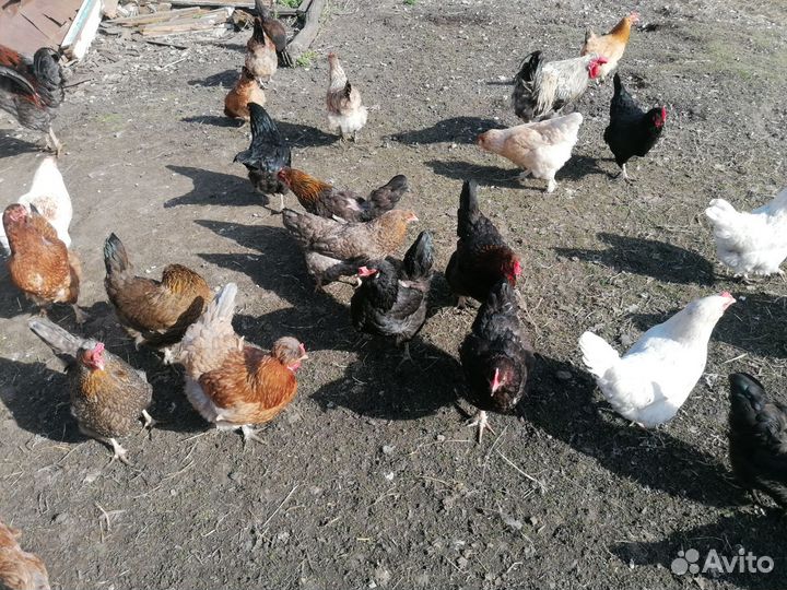 Инкубационное яйцо домашних кур разной породы