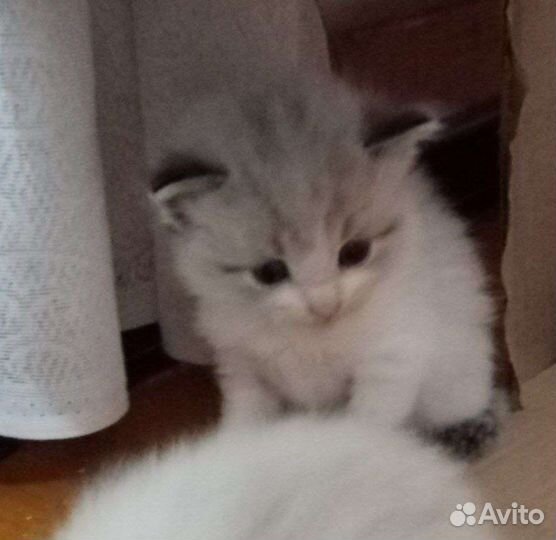 Сиамские котята