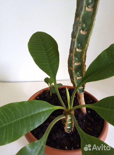 Молочай Беложилковый