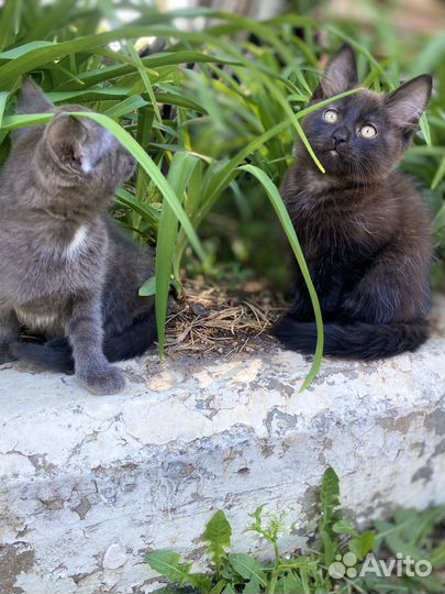 Котята в добрые руки даром мальчик и девочка