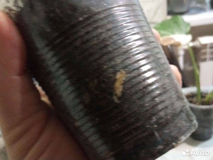 Монстера альба