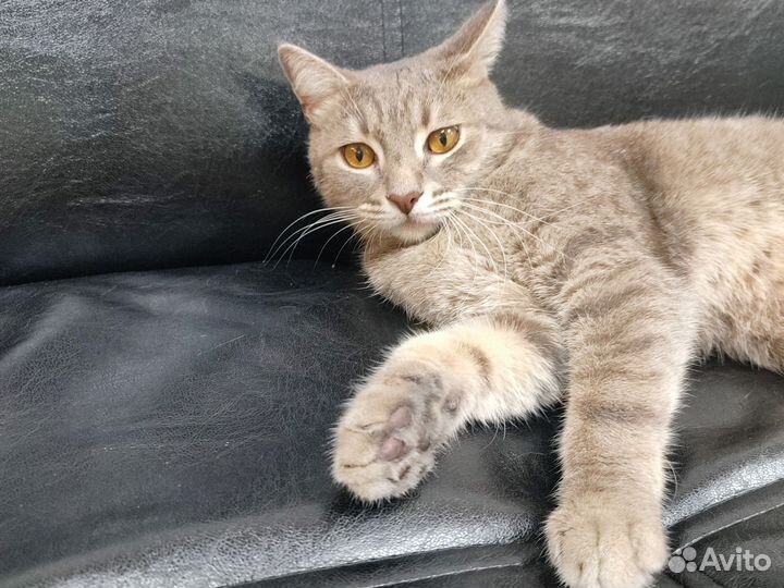 Кот бесплатно
