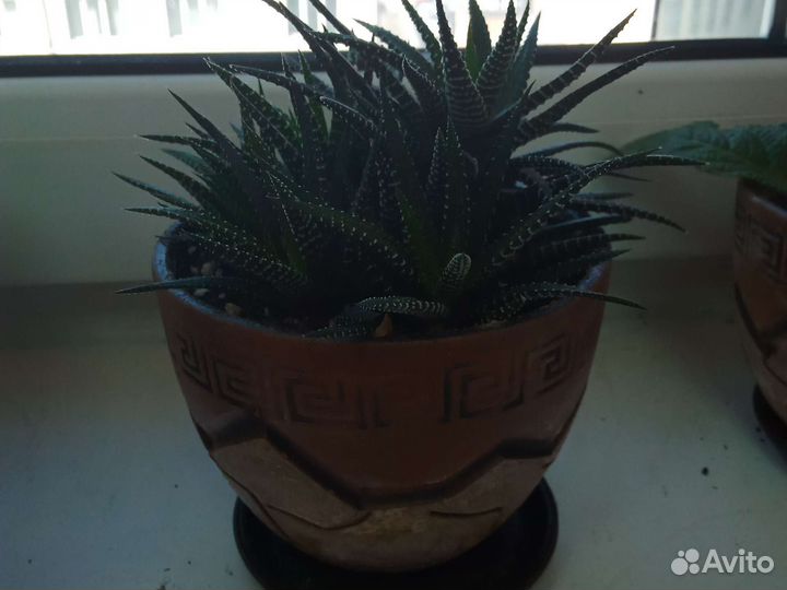 Амарилис, суккулент