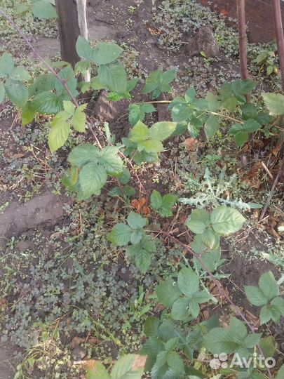 Ежевика без шипов