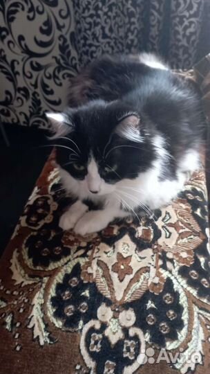 Кошка в дар