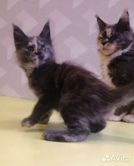 Котята мейн-кун