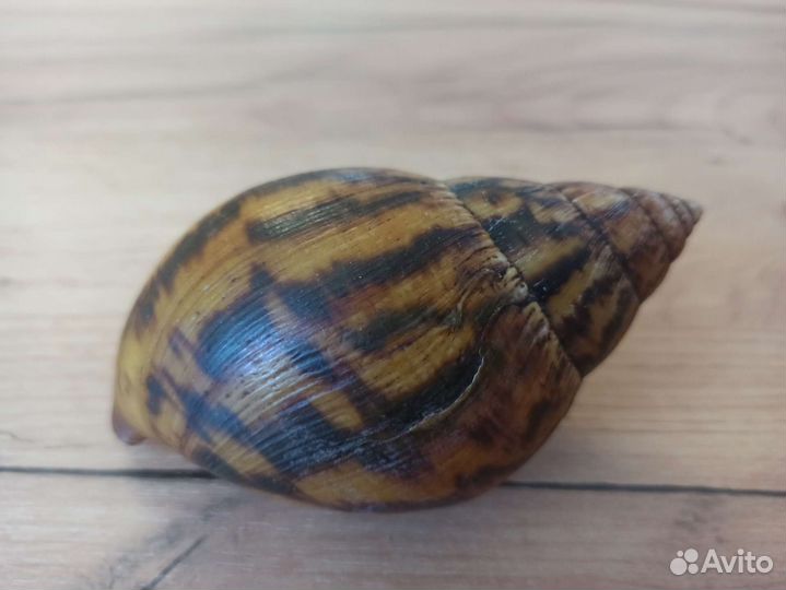 Морская раковина