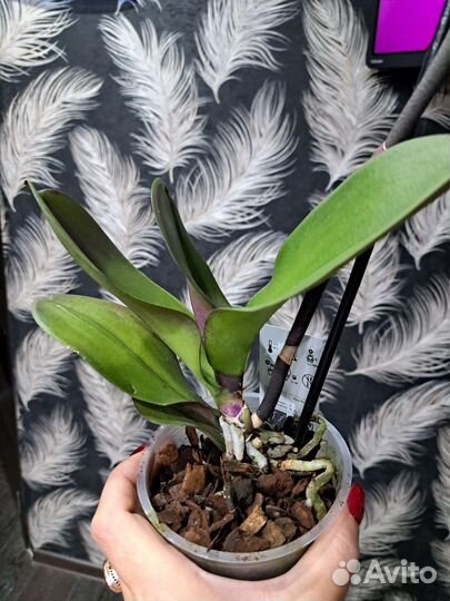 Орхидея фаленопсис биг лип