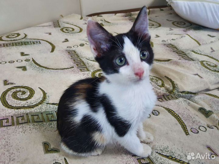 Трехцветная кошечка