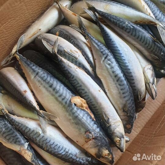 Скумбрия крупная 2 сорт