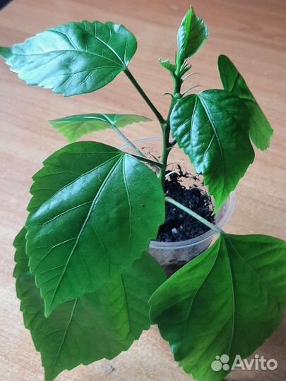 Гибискус китайская роза, фикус бенджамина