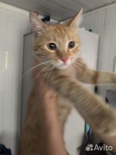 Рыжий котик в добрые руки