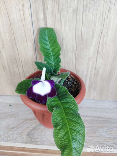 Красиво цветущие растения