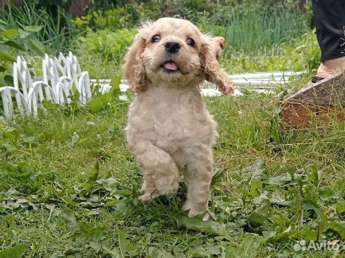 Щенок спаниеля