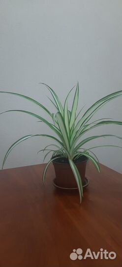 Комнатные домашние растения