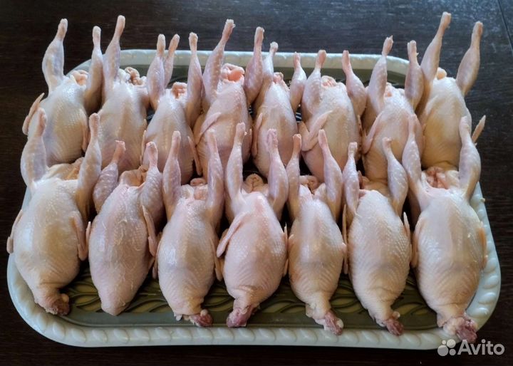 Перепела. Мясо, яйцо, птица