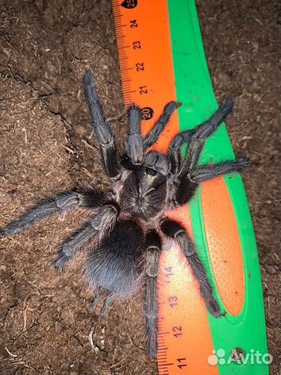 Паук Phormictopus green femur