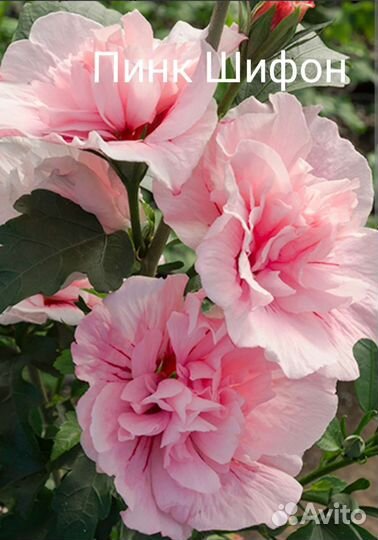 Гибискус махровый, уличные цветы многолетние