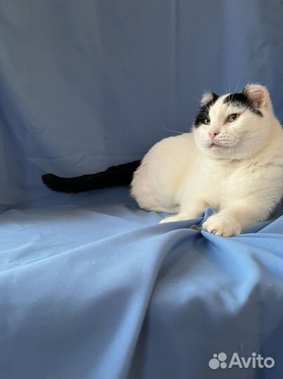 Кот-алабай Мурзик в добрые руки