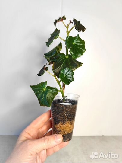 Бегония Элатиор, бегония вечноцветущая