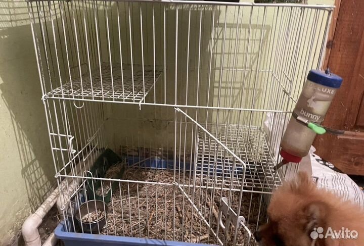 Шиншилла девочка