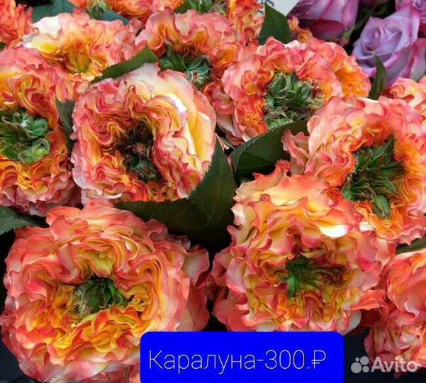 Роза разной группы. Продажа розница