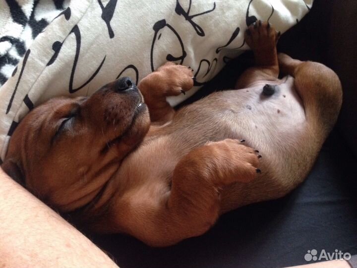 Вязка таксы кабель бесплатно