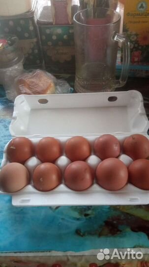 Домашние куриные яйца
