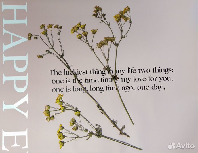 Гербарий сухоцветы для творчества