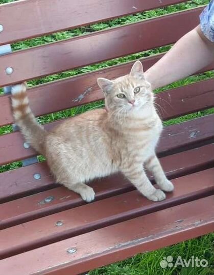 Рыжий бездомный молодой кот