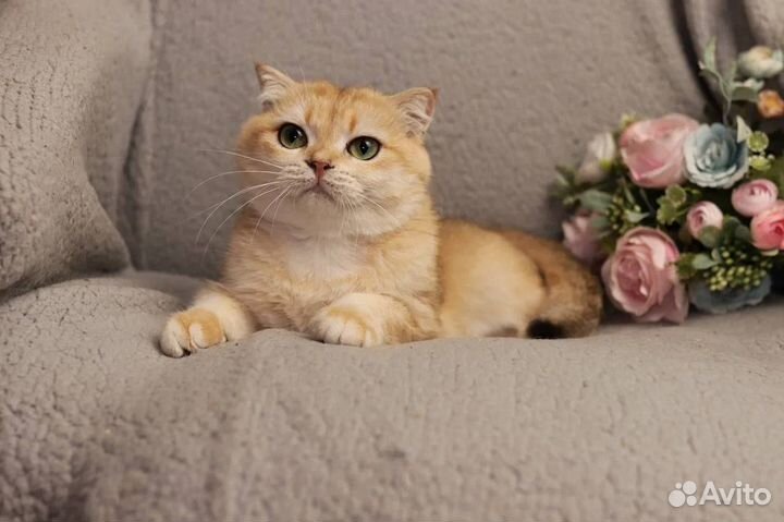 Шотландская вислоухая золотая шиншилла