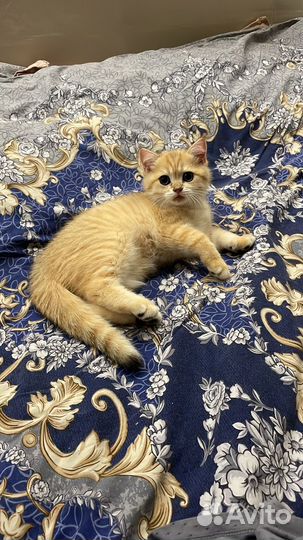 Питомник LenaRus Best золотая шиншилла