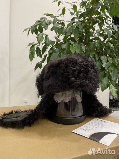 Шапка ушанка etro