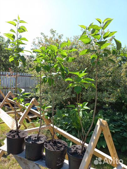 Сирень Красавица Москвы