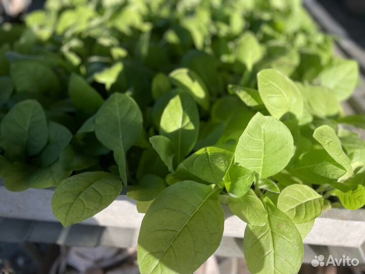 Рассада табака