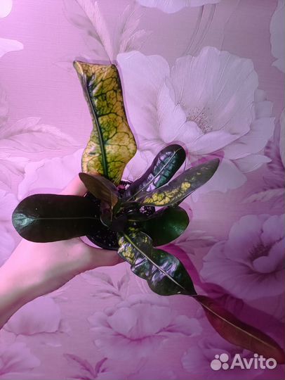 Кротон скит джонс, гуайябо, истинный король Сиама