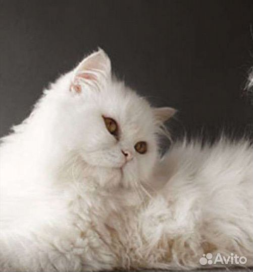 Персидская котята